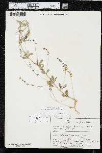 Pediomelum tenuiflorum image