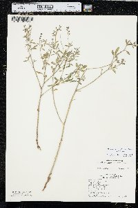 Pediomelum tenuiflorum image