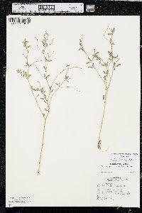 Pediomelum tenuiflorum image