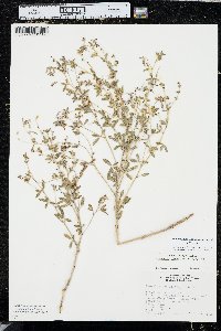 Pediomelum tenuiflorum image