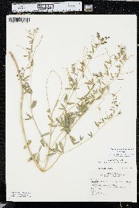 Pediomelum tenuiflorum image