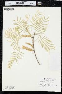 Prosopis glandulosa image