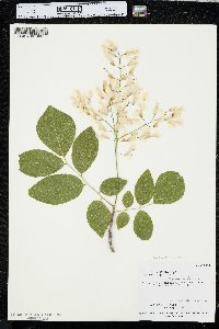 Sophora japonica image