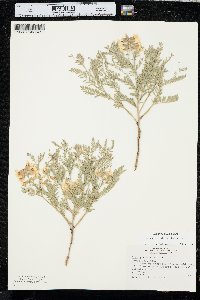 Sophora nuttalliana image