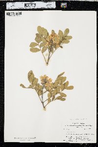 Dermatophyllum secundiflorum image