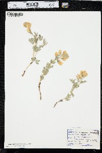 Thermopsis rhombifolia image