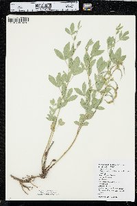 Thermopsis rhombifolia image