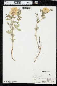 Thermopsis rhombifolia image