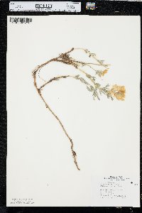 Thermopsis rhombifolia image