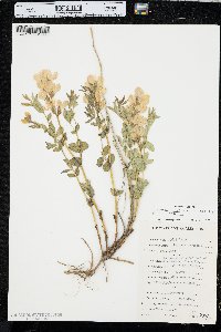 Thermopsis rhombifolia image