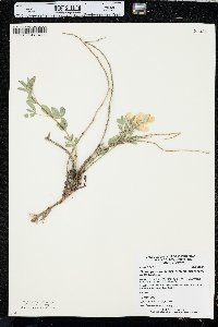 Thermopsis rhombifolia image