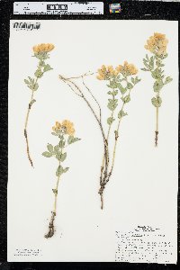 Thermopsis rhombifolia image