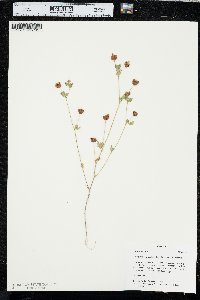 Trifolium campestre var. campestre image