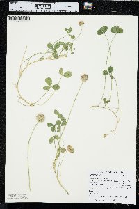 Trifolium fragiferum image