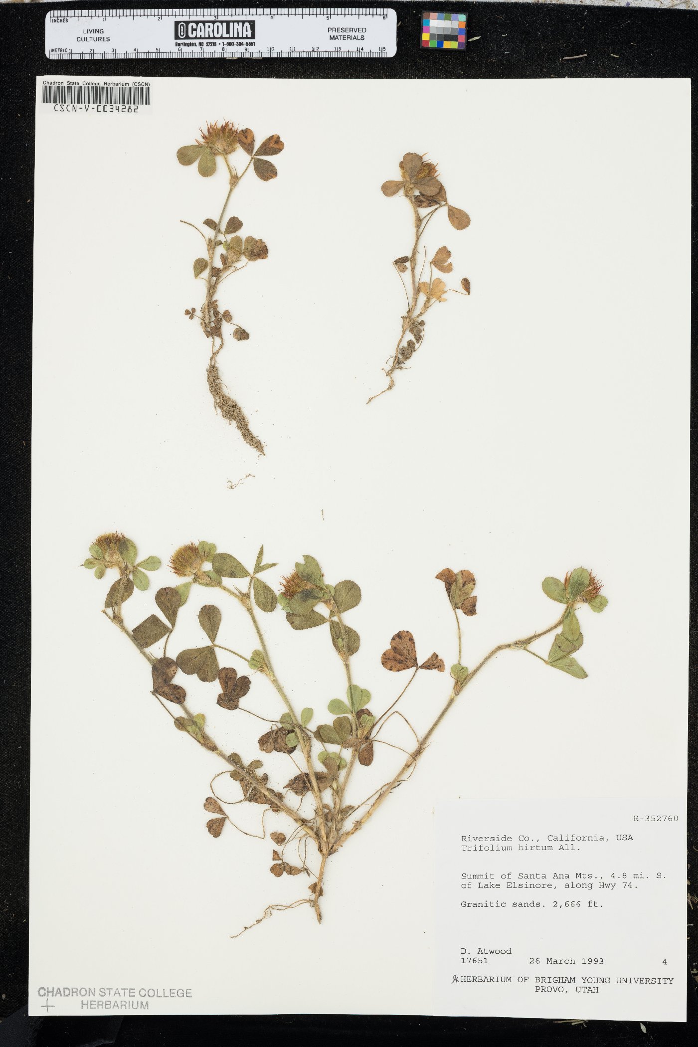 Trifolium hirtum image