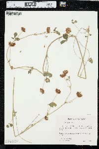 Trifolium hybridum image