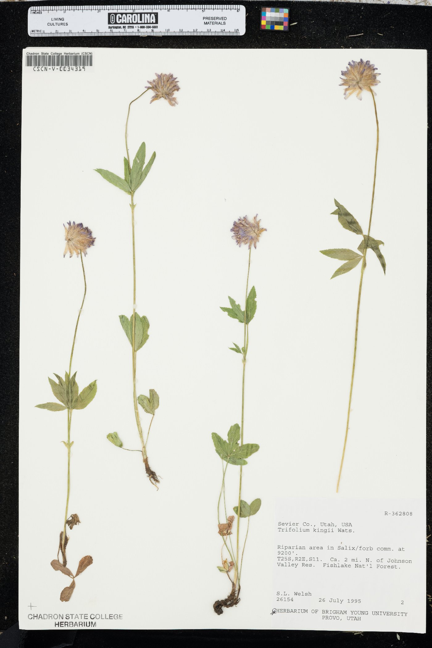 Trifolium kingii image
