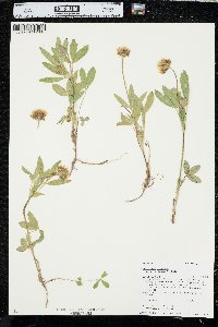 Trifolium longipes image