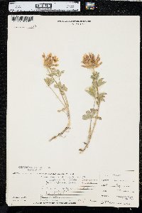 Trifolium macrocephalum image