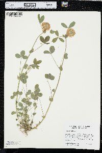 Trifolium reflexum image