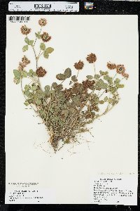 Trifolium hybridum image