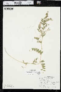 Vicia americana var. americana image