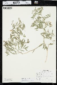 Vicia americana subsp. minor image