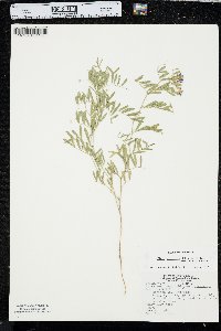 Vicia americana subsp. minor image