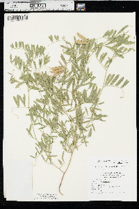 Vicia americana subsp. minor image