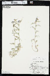 Vicia ludoviciana image