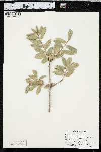 Quercus agrifolia image