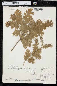 Quercus lobata image