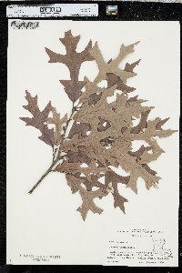 Quercus lyrata image