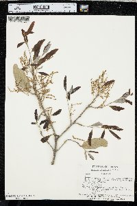 Quercus virginiana image