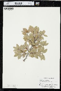 Quercus vaccinifolia image