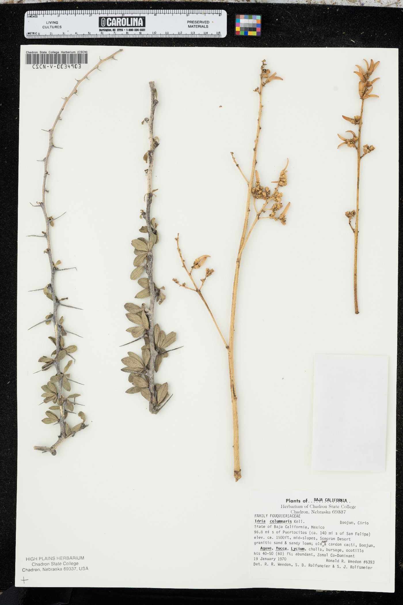 Idria columnaris image