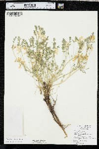 Corydalis aurea image