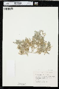 Corydalis aurea image