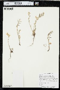 Corydalis curvisiliqua subsp. grandibracteata image