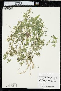 Corydalis flavula image