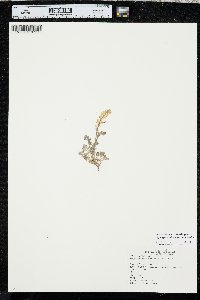 Corydalis micrantha var. micrantha image