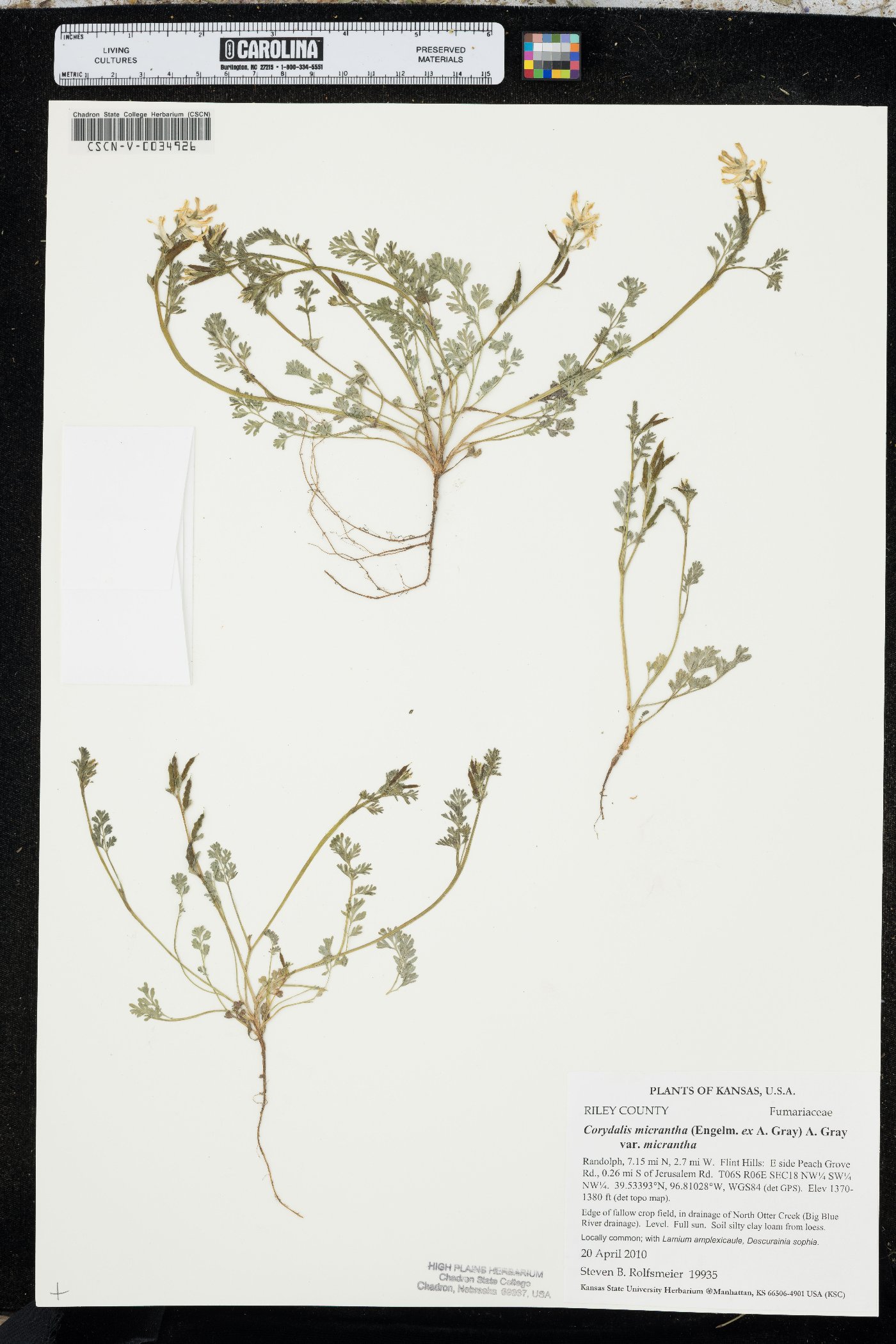 Corydalis micrantha var. micrantha image