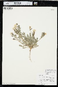 Corydalis micrantha var. micrantha image