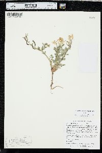 Corydalis aurea subsp. occidentalis image