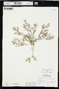 Corydalis aurea image