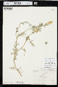 Corydalis aurea image