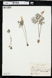 Dicentra cucullaria image