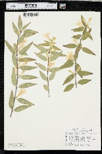 Gelsemium sempervirens image