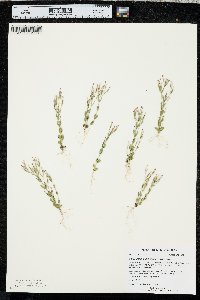 Centaurium pulchellum image