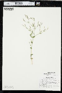 Centaurium pulchellum image